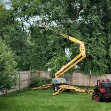 Best Tree Removal  in Bells, TN