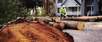 Best Storm Damage Tree Cleanup  in Bells, TN