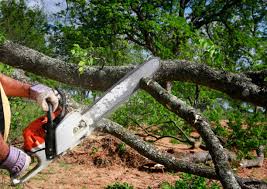 Best Root Management and Removal  in Bells, TN