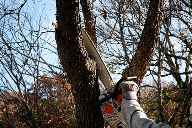 Bells, TN Tree Services Company