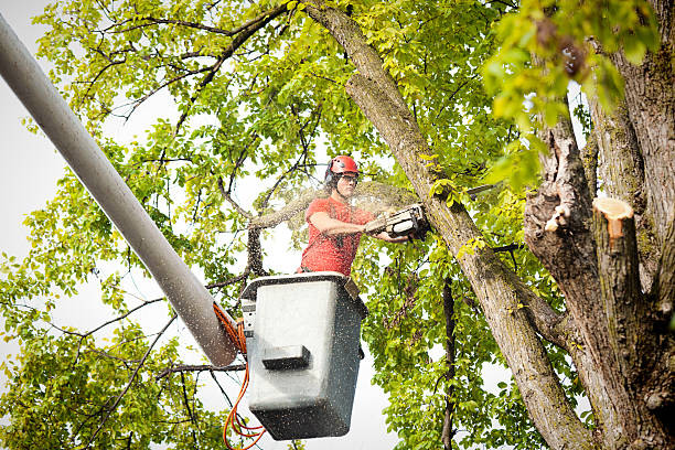 How Our Tree Care Process Works  in  Bells, TN